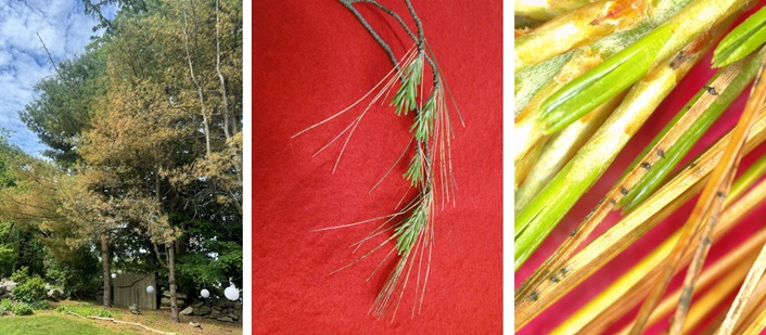 three photos of white pine trees infected with brown spot needle blight