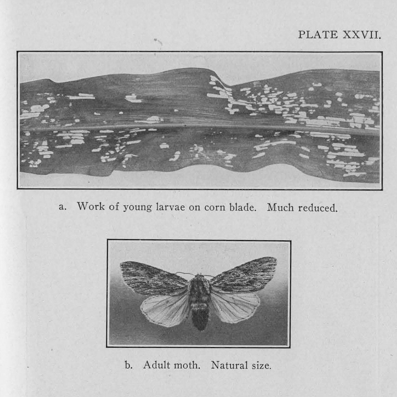 The stalk
        borer moth, and damage caused by larvae. 1919 Annual Report.