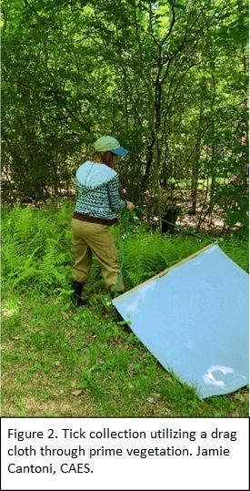 Woman wearing a hat, long sleeves, and pants tucked into socks is seen dragging a white cloth through tall green vegetation. The intention is to collect ticks. 