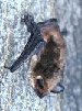 bat