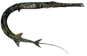 Bluespotted Cornetfish