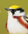 Chestnut-sided_Warbler