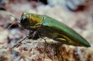 Emerald Ash Borer