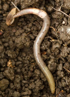 Image of jumping worm on ground provided by the USDA Forest Service