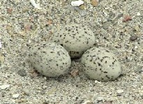 Least Terns Eggs