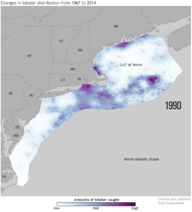 Lobster distribution Gulf of Maine 1990