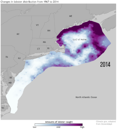 Lobster distribution Gulf of Maine 2014
