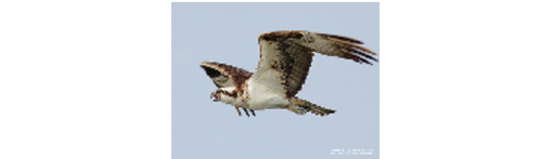Osprey