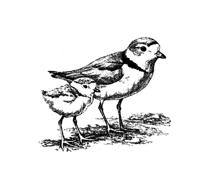 Plover Drawing