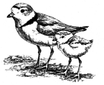 Plover Drawing 2