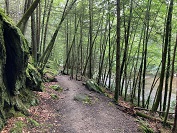 walking trail along river with trees