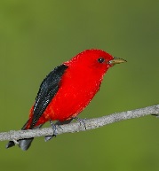 Scarlet Tanager