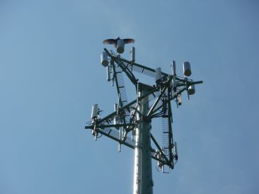 Top of Telecommunications Monopole with vulture on antenna mount