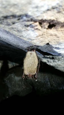 Little Brown Bat hanging upside down in the abandoned copper mine at Old New-Gate. 