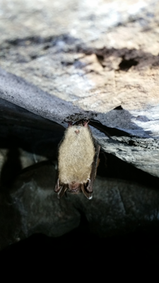 Little Brown Bat hanging upside down in the abandoned copper mine at Old New-Gate.