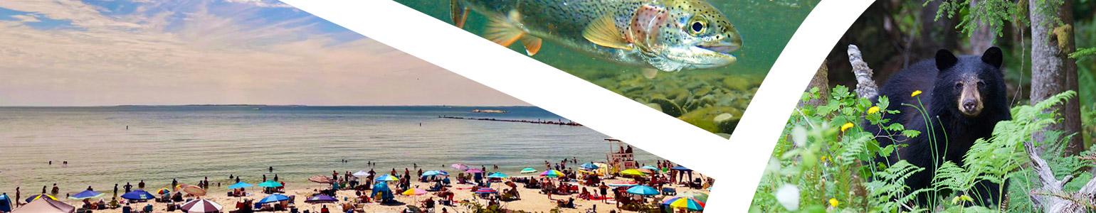 image collage of beach, trees, and bear