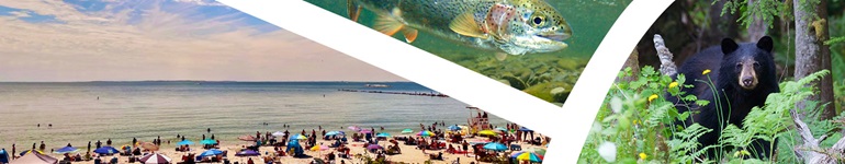 image collage of beach, trees, and bear