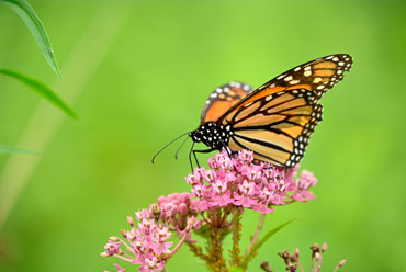 Monarch Butterfly - Paul Benjunas, CT DEEP Wildlife Division