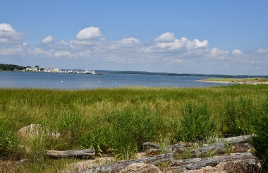 Green tidal wetlands grasses and driftwood along coastline