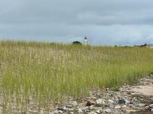 Wetland grass along sandy beach with lighthouse in the distance.