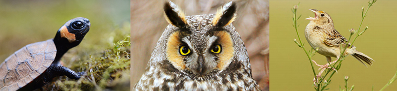 Image of a bog turtle, long-eared owl, and grasshopper sparrow.