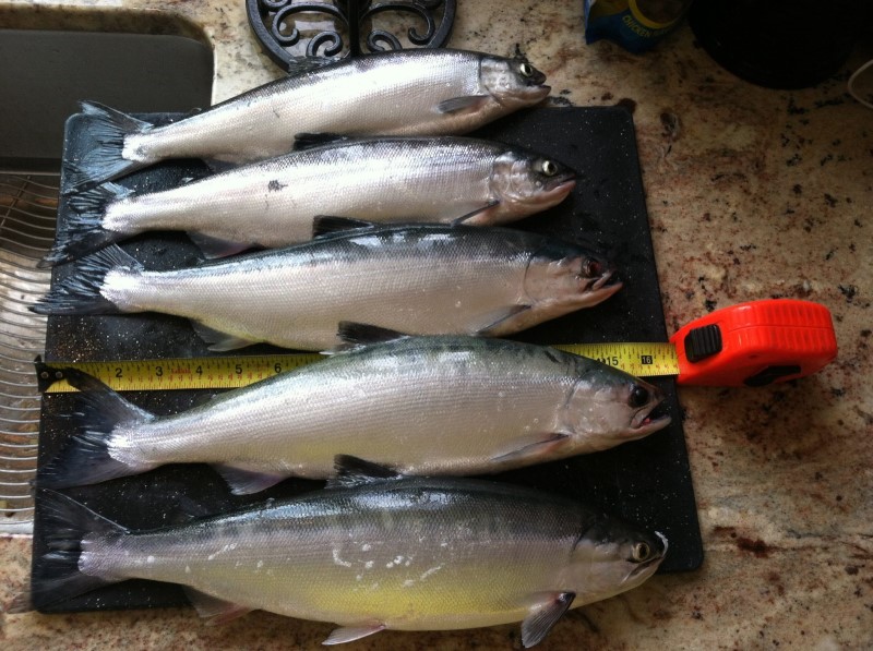 5 harvested kokanee.