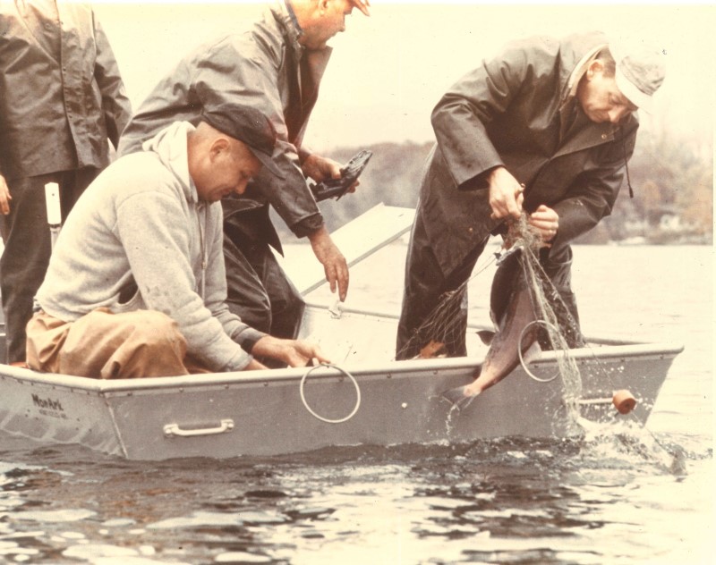 netting kokanee in 1948