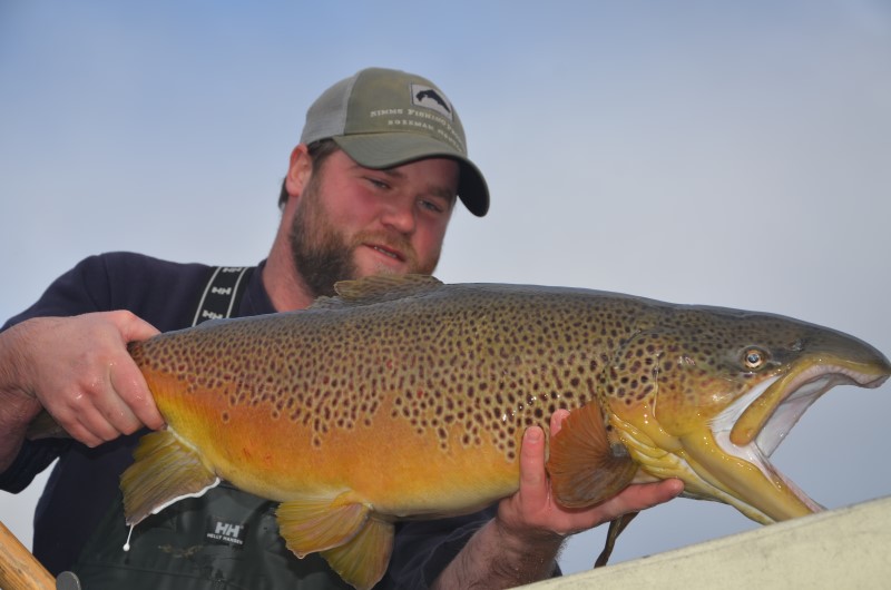 seeforellen brown trout