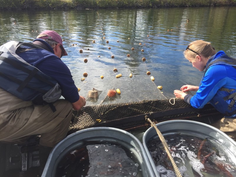 trap net at east twin lake