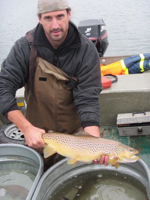 brown trout 