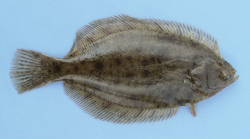Juvenile winter flounder.