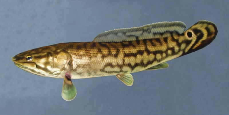 Bowfin with elongated body and mottled green-brown pattern, shown against a dark blue background.