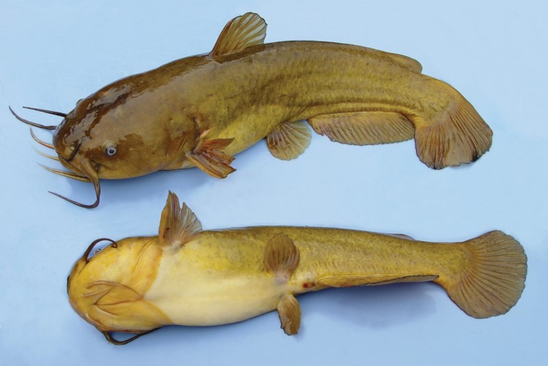 Yellow bullhead top and bottom view.