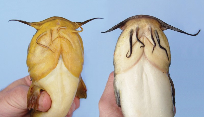 Yellow bullhead and brown bullhead underside comparison photo.