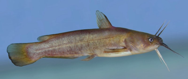 11 cm yellow bullhead in a tank.