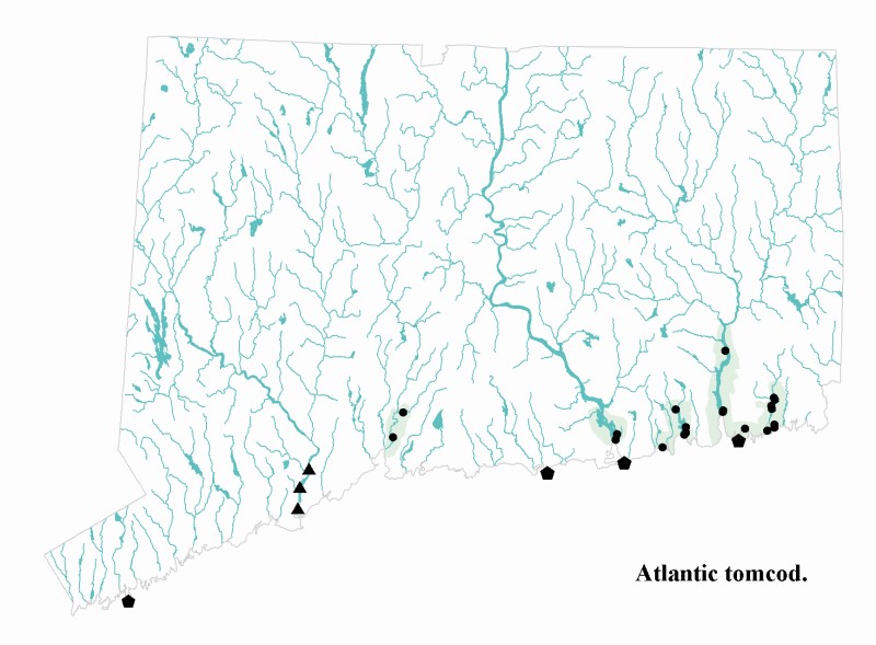Atlantic tomcod distribution map.