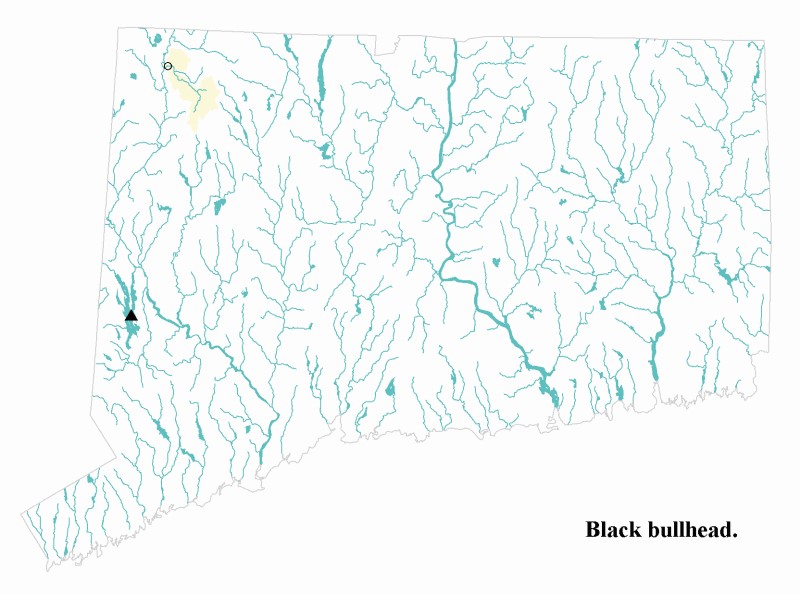 Black bullhead distribution map.