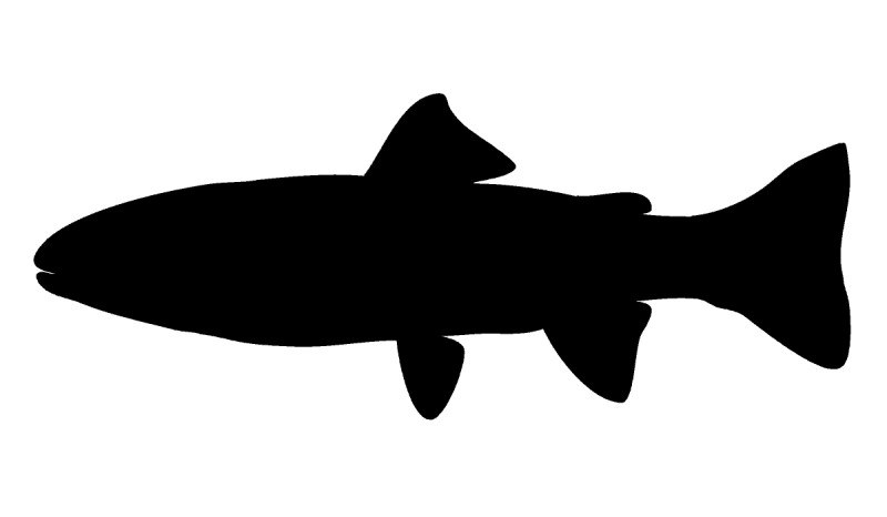 Trout and salmon silhouette.