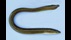 Illustration of an American eel with an elongated, snake-like body, smooth olive-brown skin, and small pectoral fins near the head.