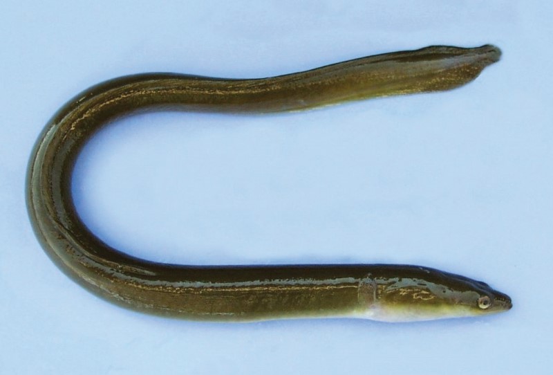 A 15-inch American eel.