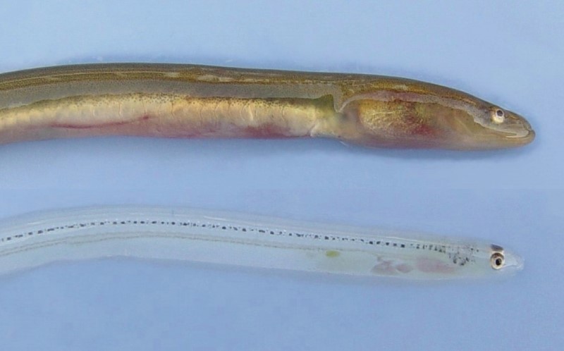 Elver and glass eel comparison photo.