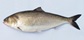 Illustration of an American Shad, a large silver fish with a greenish-blue back and deeply forked tail, native to Atlantic coastal rivers.