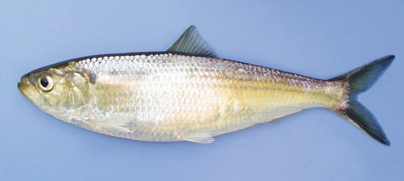 Adult blueback herring.