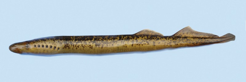 Lamprey with elongated, eel-like body and circular mouth, displayed on a light blue background.