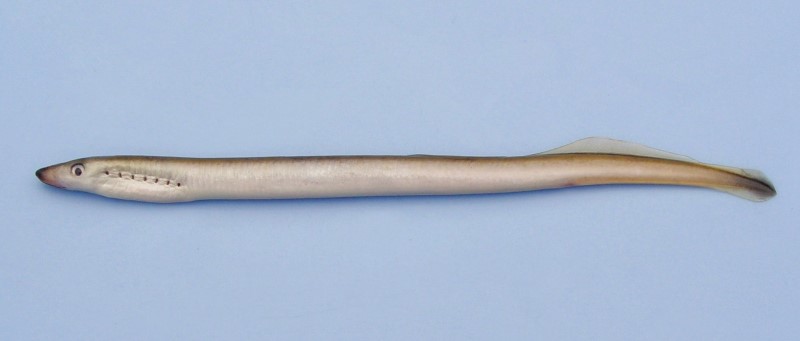 Adult American brook lamprey.