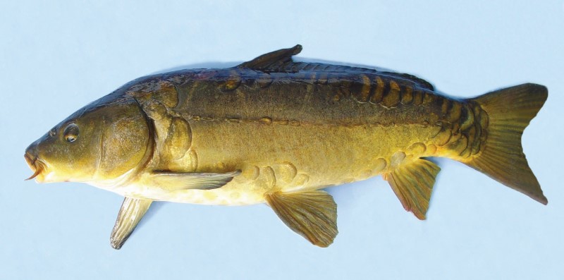 Common Carp – Discover Fishes