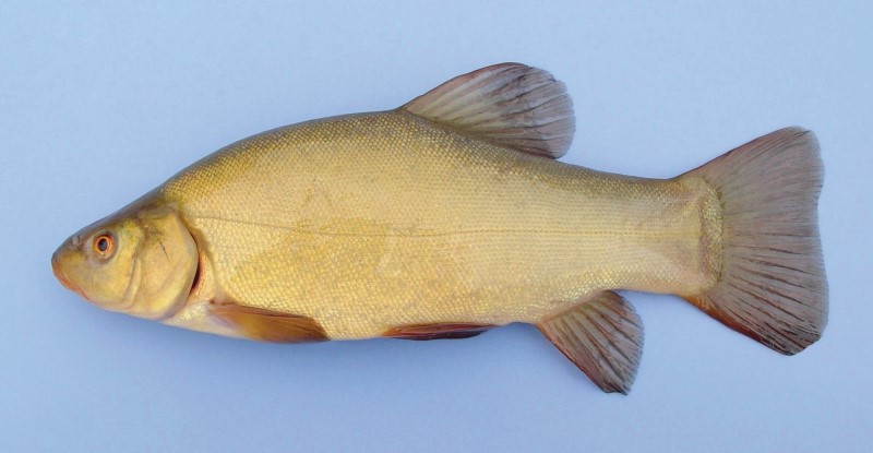 Tench fish with an olive-gold body and rounded fins, displayed against a light blue background.