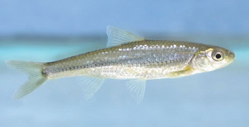 Spottail Shiner