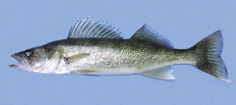 Walleye fish with olive-green back, white belly, and sharp dorsal fin, known for its excellent vision and popularity among sport anglers.