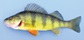 Yellow perch with golden-yellow body and dark vertical stripes, commonly found in freshwater lakes and rivers across North America.